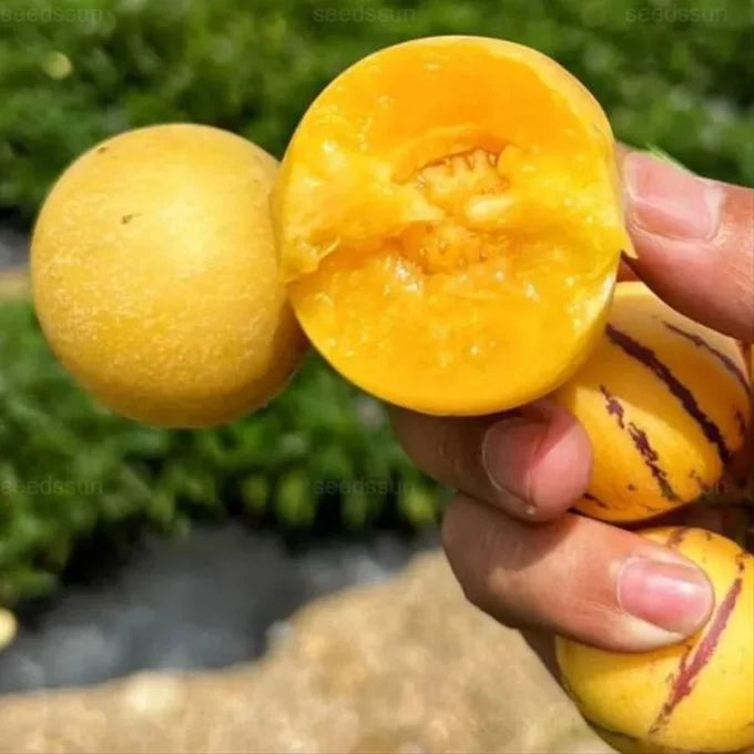 Graines de fruit de ginseng