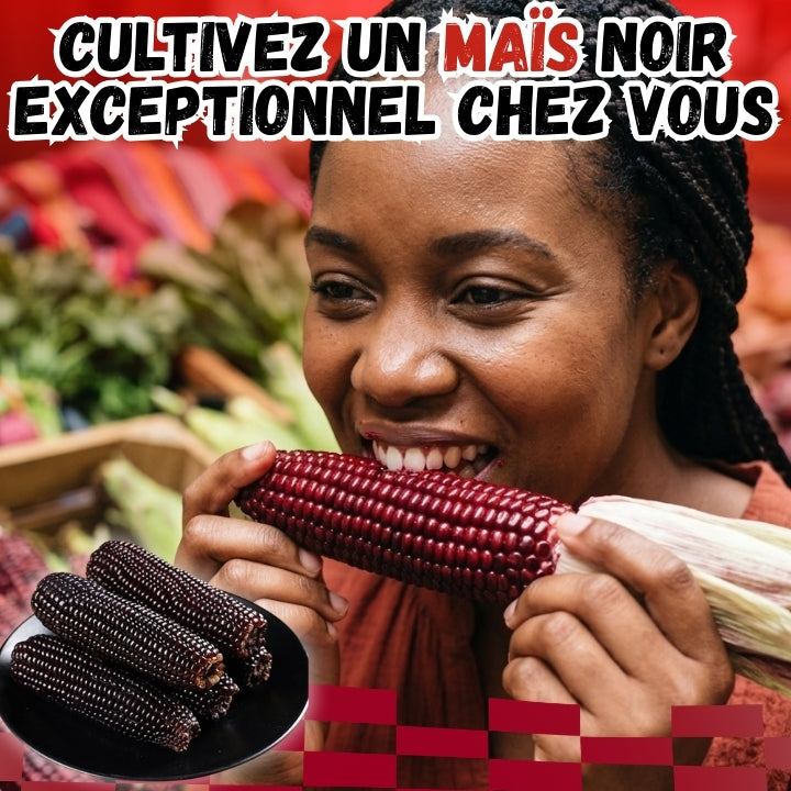 Graines De Maïs Noir Glutineux