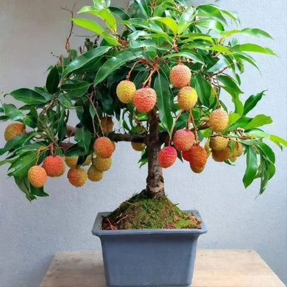 Graines de litchi 100 % pures et à haut rendement
