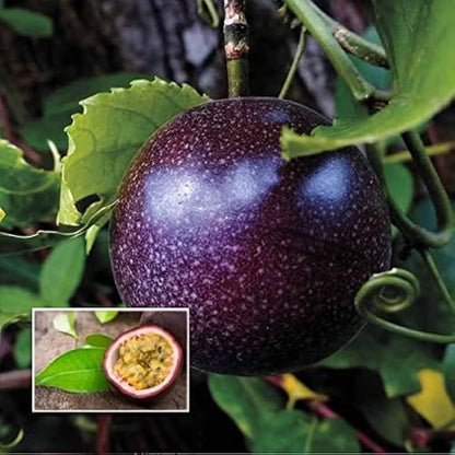GRAINES DE FRUIT DE LA PASSION