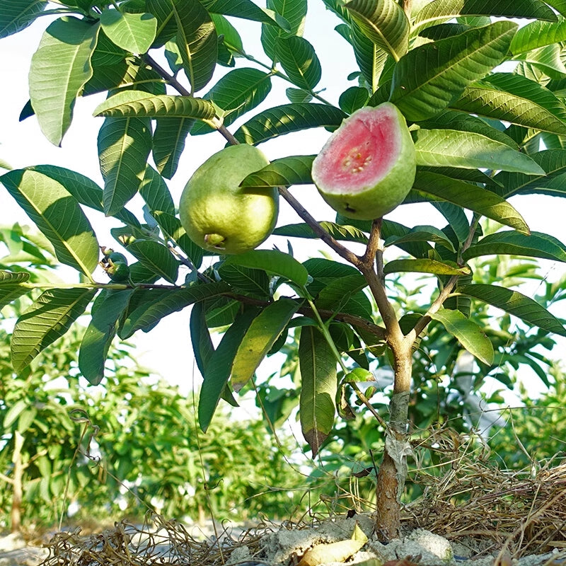 🔥🌱Guava Graines de goyave-fraise