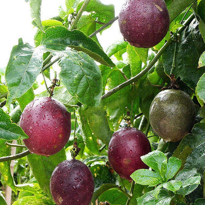 GRAINES DE FRUIT DE LA PASSION