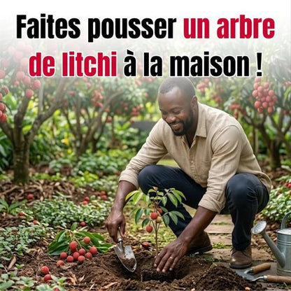 Graines de litchi 100 % pures et à haut rendement