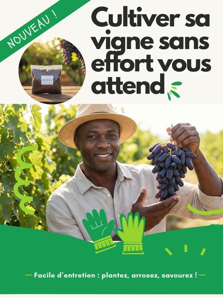 Graines de raisin saphir de haute qualité 🍇✨