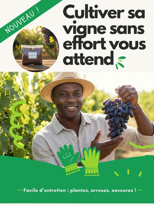 Graines de raisin saphir de haute qualité 🍇✨