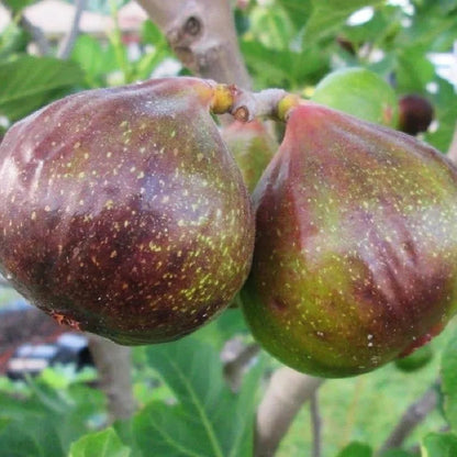 Graines de figues Brown Turkey – Haut rendement et faciles à cultiver