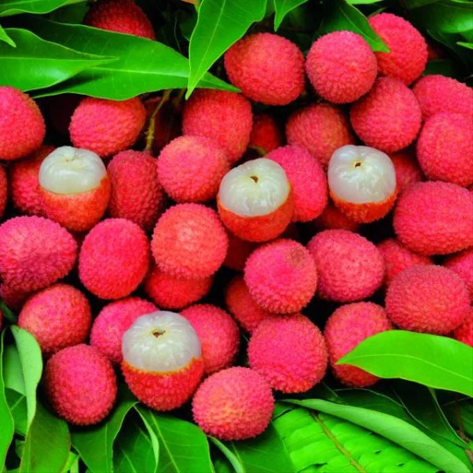 Graines de litchi 100 % pures et à haut rendement