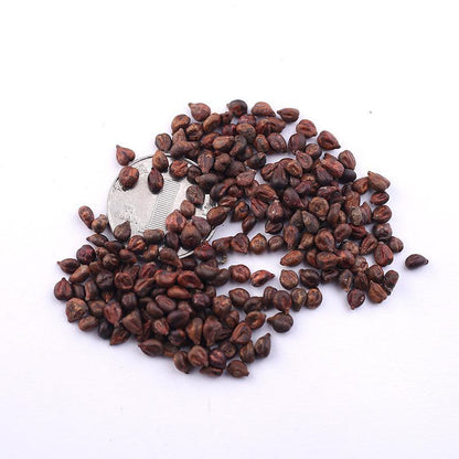 Graines de raisin saphir de haute qualité 🍇✨