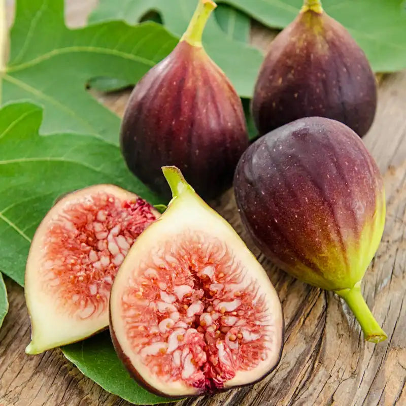 Graines de figues Brown Turkey – Haut rendement et faciles à cultiver