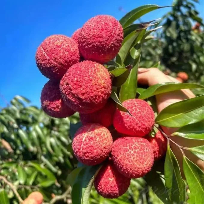 Graines de litchi 100 % pures et à haut rendement