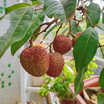Graines de litchi 100 % pures et à haut rendement